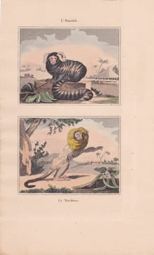 Gravure de Quadrupèdes, Pl - 1 L'Ouistiti - 2 Le Marikina. BUFFON