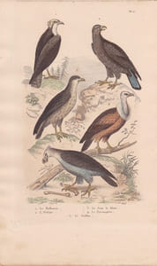 Gravure d'Oiseaux, Pl 2 - 1 Le Balbuzar- 2 L'Orfraie - 3 Le Jean le blanc - 4 Le Perenoptère - 5 Le Griffon