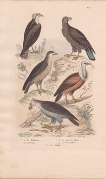 Gravure d'Oiseaux, Pl 2 - 1 Le Balbuzar- 2 L'Orfraie - 3 Le Jean le blanc - 4 Le Perenoptère - 5 Le Griffon. BUFFON