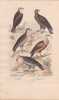 Gravure d'Oiseaux, Pl 2  - 1 Le Balbuzar- 2 L'Orfraie - 3 Le Jean le blanc - 4 Le Perenopt&egrave;re - 5 Le Griffon. BUFFON