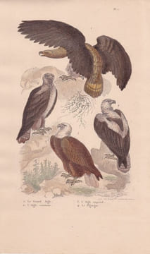 Gravure d'Oiseaux, Pl 1 - 1 Le Grand Aigle - 2 L'Aigle commun - 3 L'Aigle impérial - 4 Le Pigargue. BUFFON