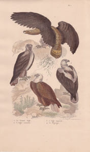 Gravure d'Oiseaux, Pl 1 - 1 Le Grand Aigle - 2 L'Aigle commun - 3 L'Aigle impérial - 4 Le Pigargue