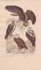 Gravure d'Oiseaux, Pl 1  - 1 Le Grand Aigle - 2 L'Aigle commun - 3 L'Aigle imp&eacute;rial - 4 Le Pigargue. BUFFON