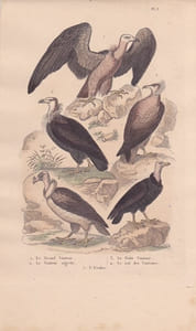 Gravure d'Oiseaux, Pl 3 - 1 Le Grand Vautour - 2 Le Vautour aigrette - 3 Le Petit Vautour - 4 Le Roi des Vautours - 5 L'Urubu