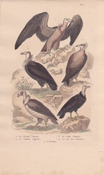 Gravure d'Oiseaux, Pl 3 - 1 Le Grand Vautour - 2 Le Vautour aigrette - 3 Le Petit Vautour - 4 Le Roi des Vautours - 5 L'Urubu. BUFFON