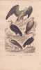 Gravure d'Oiseaux, Pl 3  - 1 Le Grand Vautour - 2 Le Vautour aigrette  - 3 Le Petit Vautour - 4 Le Roi des Vautours - 5 L'Urubu. BUFFON