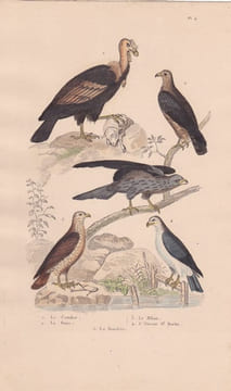 Gravure d'Oiseaux, Pl 4  - 1 Le Condor - 2 La Buse  - 3 Le Milan - 4 L'Oiseau St Martin - 5 La Bondrée. BUFFON