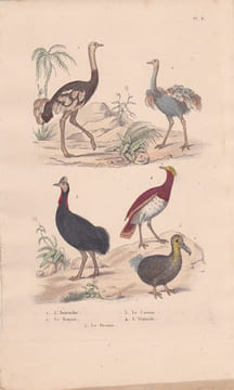 Gravure d'Oiseaux, Pl 8 - 1 L'Autruche - 2 Le Touyou - 3 Le Casoar - 4 L'Outarde - 5 Le Dronte. BUFFON