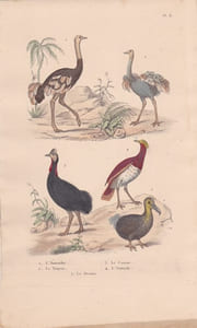 Gravure d'Oiseaux, Pl 8 - 1 L'Autruche - 2 Le Touyou - 3 Le Casoar - 4 L'Outarde - 5 Le Dronte