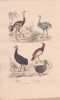 Gravure d'Oiseaux, Pl 8  - 1 L'Autruche - 2 Le Touyou - 3 Le Casoar - 4 L'Outarde - 5 Le Dronte. BUFFON