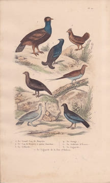 Gravure d'Oiseaux, Pl 10 - 1 Le Grand Coq de Bruyère - 2 Le Coq de Bruyère à queue fourchue - 3 La Gélinotte - 4 Le Ganga. BUFFON