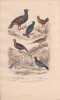 Gravure d'Oiseaux, Pl 10  - 1 Le Grand Coq de Bruy&egrave;re - 2 Le Coq de Bruy&egrave;re &agrave; queue fourchue - 3 La G&eacute;linotte - 4 Le Ganga. BUFFON