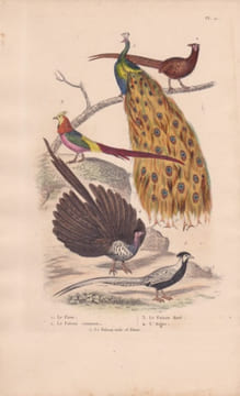 Gravure d'Oiseaux, Pl 11 - 1 Le Paon - 2 Le Faisan commun - 3 Le Faisan doré - 4 L'Argus - 5 Le Faisan ........ BUFFON