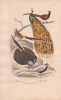 Gravure d'Oiseaux, Pl 11  - 1 Le Paon - 2 Le Faisan commun - 3 Le Faisan dor&eacute; - 4 L'Argus - 5 Le Faisan ........ BUFFON