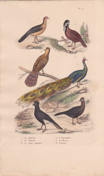 Gravure d'Oiseaux, Pl 12 - 1 Le Katraka - 2 Le Népaul - 3 Le paon Spicifère - 4 L'Epronnier - 5 Le Hocco - 6 L'Yacou. BUFFON