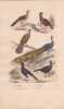 Gravure d'Oiseaux, Pl 12  - 1 Le Katraka - 2 Le N&eacute;paul - 3 Le paon Spicif&egrave;re - 4 L'Epronnier - 5 Le Hocco - 6 L'Yacou. BUFFON