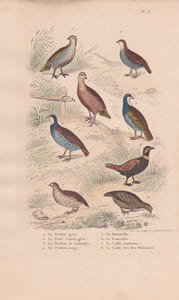 Gravure d'Oiseaux, Pl 13 - 1 La Perdrix ... - 5 La Bartavelle - 6 Le Francolin -7 La Caille - 8 La Caille des ...- 6 L'Yacou