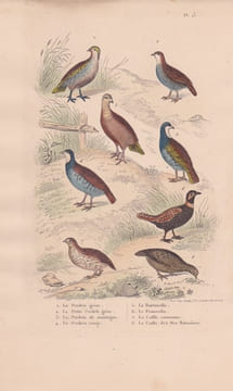 Gravure d'Oiseaux, Pl 13 - 1 La Perdrix ... - 5 La Bartavelle - 6 Le Francolin -7 La Caille - 8 La Caille des ...- 6 L'Yacou. BUFFON