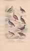 Gravure d'Oiseaux, Pl 13  - 1 La Perdrix ... - 5 La Bartavelle - 6 Le Francolin -7 La Caille - 8 La  Caille des ...- 6 L'Yacou. BUFFON