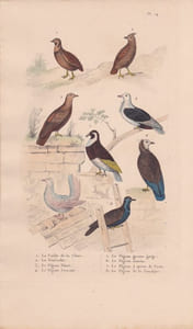 Gravure d'Oiseaux, Pl 14 - 1 La Caille de Chine - 2 Le Zénocolin - 3 Le Pigeon Bizet - 4 Le Pigeon Cravatte - 5 ...