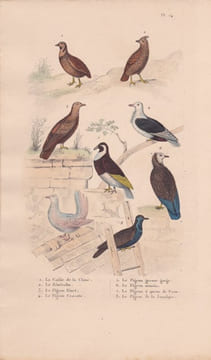 Gravure d'Oiseaux, Pl 14 - 1 La Caille de Chine - 2 Le Zénocolin - 3 Le Pigeon Bizet - 4 Le Pigeon Cravatte - 5 .... BUFFON