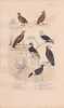 Gravure d'Oiseaux, Pl 14  - 1 La Caille de Chine - 2 Le Z&eacute;nocolin - 3 Le Pigeon Bizet - 4 Le Pigeon Cravatte - 5 .... BUFFON