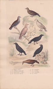 Gravure d'Oiseaux, Pl 15 - 1 Le Pigeon ramier - 2 La Colombe tourterelle - 3 La Tourterelle à collier - 5 Le Coracias -