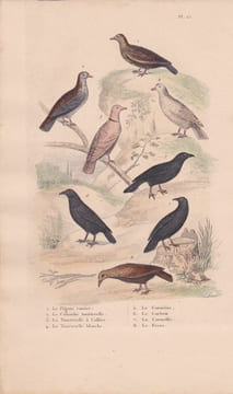 Gravure d'Oiseaux, Pl 15 - 1 Le Pigeon ramier - 2 La Colombe tourterelle - 3 La Tourterelle à collier - 5 Le Coracias -. BUFFON
