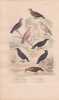 Gravure d'Oiseaux, Pl 15  - 1 Le Pigeon ramier - 2 La Colombe tourterelle - 3 La Tourterelle &agrave; collier - 5 Le Coracias -. BUFFON