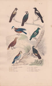 Gravure d'Oiseaux, Pl 16 - 1 La Corneille mantelée - 2 Le Choucas - 3 La Pie - 4 Le Geai bleu - 5 Le Geai commun -...