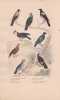 Gravure d'Oiseaux, Pl 16  - 1 La Corneille mantel&eacute;e - 2 Le Choucas - 3 La Pie - 4 Le Geai bleu - 5 Le Geai commun -.... BUFFON