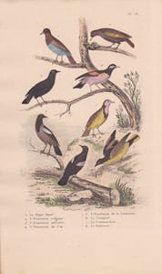 Gravure d'Oiseaux, Pl 18 - 1 Le Pique Boeuf - 2 L'Etourneau vulgaire - 6 Le Troupiale - 4 Le Commandeur- 5