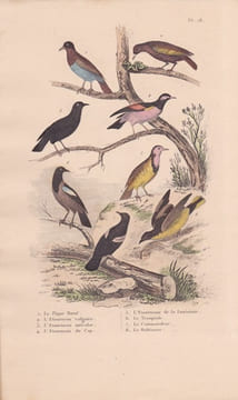 Gravure d'Oiseaux, Pl 18 - 1 Le Pique Boeuf - 2 L'Etourneau vulgaire - 6 Le Troupiale - 4 Le Commandeur- 5. BUFFON