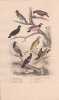 Gravure d'Oiseaux, Pl 18  - 1 Le Pique Boeuf - 2 L'Etourneau vulgaire - 6 Le Troupiale - 4 Le Commandeur- 5. BUFFON