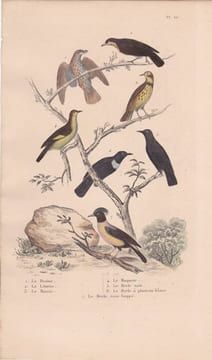 Gravure d'Oiseaux, Pl 20 - 1 La Draine - 2 La Litorne - 3 Le Mauvis - 4 Le Moqueur - 5 Le Merle noir - 6 Le Merle ... .... BUFFON