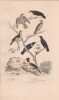 Gravure d'Oiseaux, Pl 20 - 1 La Draine - 2 La Litorne - 3 Le Mauvis - 4 Le Moqueur - 5 Le Merle noir - 6 Le Merle ... .... BUFFON