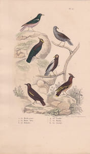 Gravure d'Oiseaux, Pl 21 - 1 Le Merle rose - 2 Le Merle bleu - 3 Le Mainate - 4 Le Goulain - 5 Le Martin - 6 Le Jaseur