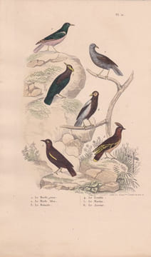 Gravure d'Oiseaux, Pl 21 - 1 Le Merle rose - 2 Le Merle bleu - 3 Le Mainate - 4 Le Goulain - 5 Le Martin - 6 Le Jaseur. BUFFON