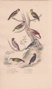 Gravure d'Oiseaux, Pl 22 - 1 Le Gros bec - 2 Le Bec croisé - 3 Le Cardinal huppé - 4 Le Grivelain - 5 Le Moineau - ...