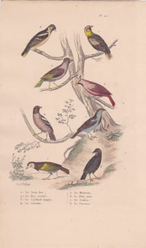 Gravure d'Oiseaux, Pl 22 - 1 Le Gros bec - 2 Le Bec croisé - 3 Le Cardinal huppé - 4 Le Grivelain - 5 Le Moineau - .... BUFFON