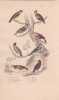 Gravure d'Oiseaux, Pl 22 - 1 Le Gros bec - 2 Le Bec crois&eacute; - 3 Le Cardinal hupp&eacute; - 4 Le Grivelain - 5 Le Moineau - .... BUFFON