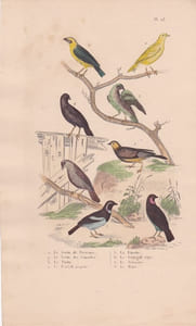 Gravure d'Oiseaux, Pl 23 - 1 Le Serin de Provence - 2 Le Serin des Canaries - 3 Le Tarin - 4 Le Bengali piqueté - ...