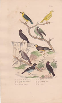 Gravure d'Oiseaux, Pl 23 - 1 Le Serin de Provence - 2 Le Serin des Canaries - 3 Le Tarin - 4 Le Bengali piqueté -  .... BUFFON