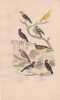Gravure d'Oiseaux, Pl 23 - 1 Le Serin de Provence - 2 Le Serin des Canaries - 3 Le Tarin - 4 Le Bengali piquet&eacute; -  .... BUFFON