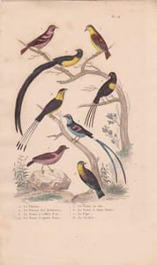 Gravure d'Oiseaux, Pl 24 - 1 Le Pinson - 2 Le Pinson des Ardennes - 3 La Veuve à collier d'or - 4 ...