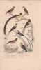 Gravure d'Oiseaux, Pl 24 - 1 Le Pinson - 2 Le Pinson des Ardennes - 3 La Veuve &agrave; collier d'or - 4  .... BUFFON