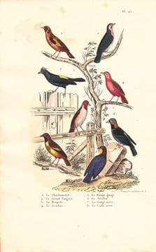 Gravure d'Oiseaux, Pl 25 - 1 Le Chardonneret - 2 Le Grand Tangara - 3 La Houpette - 4 Le Scarlatte - 5 Le Rouge .... BUFFON