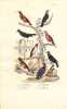 Gravure d'Oiseaux, Pl 25 - 1 Le Chardonneret - 2 Le Grand Tangara - 3 La Houpette - 4 Le Scarlatte - 5 Le Rouge .... BUFFON