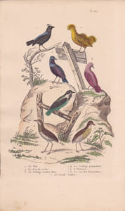 Gravure d'Oiseaux, Pl 27 - 1 Le Tijé - 2 Le Coq de roche - 3 Le Cotinga cordon bleu - 4 Le Cotinga pompadour - 5 L'Avérano ...