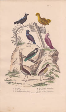 Gravure d'Oiseaux, Pl 27 - 1 Le Tijé - 2 Le Coq de roche - 3 Le Cotinga cordon bleu - 4 Le Cotinga pompadour - 5 L'Avérano .... BUFFON